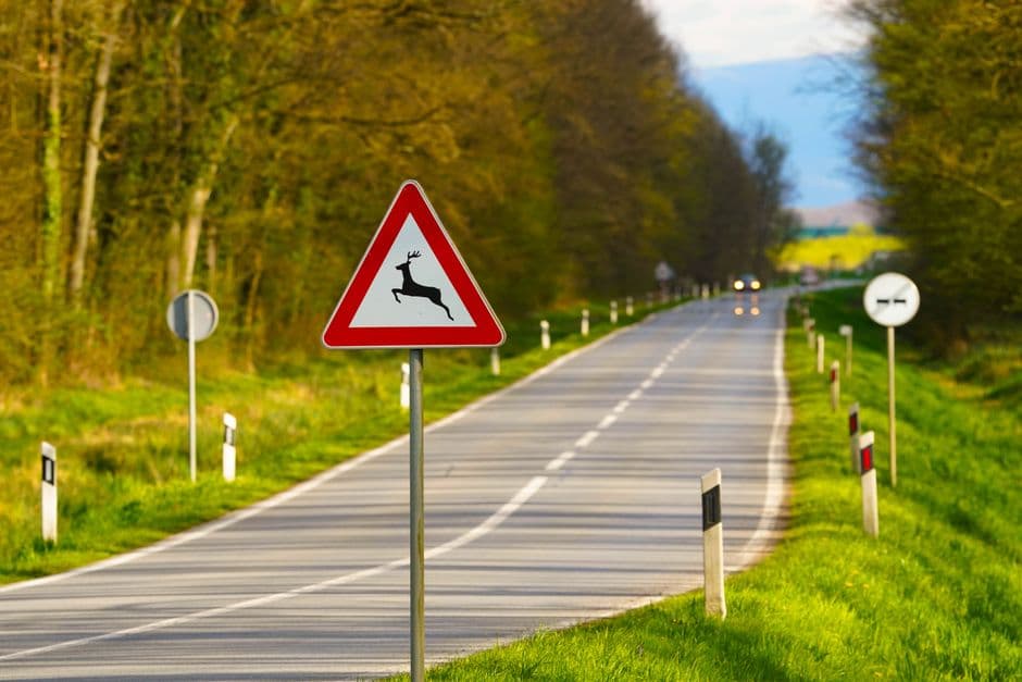 Forest road with a deer crossing sign for Pennsylvania deer season driving safety.