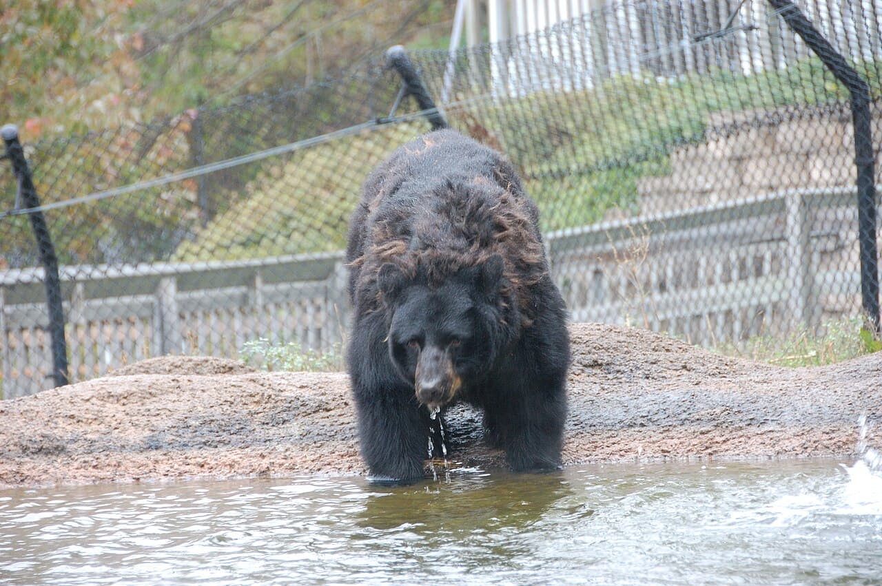 Bear at ZooAmerica wildlife park in Hershey, Pennsylvania